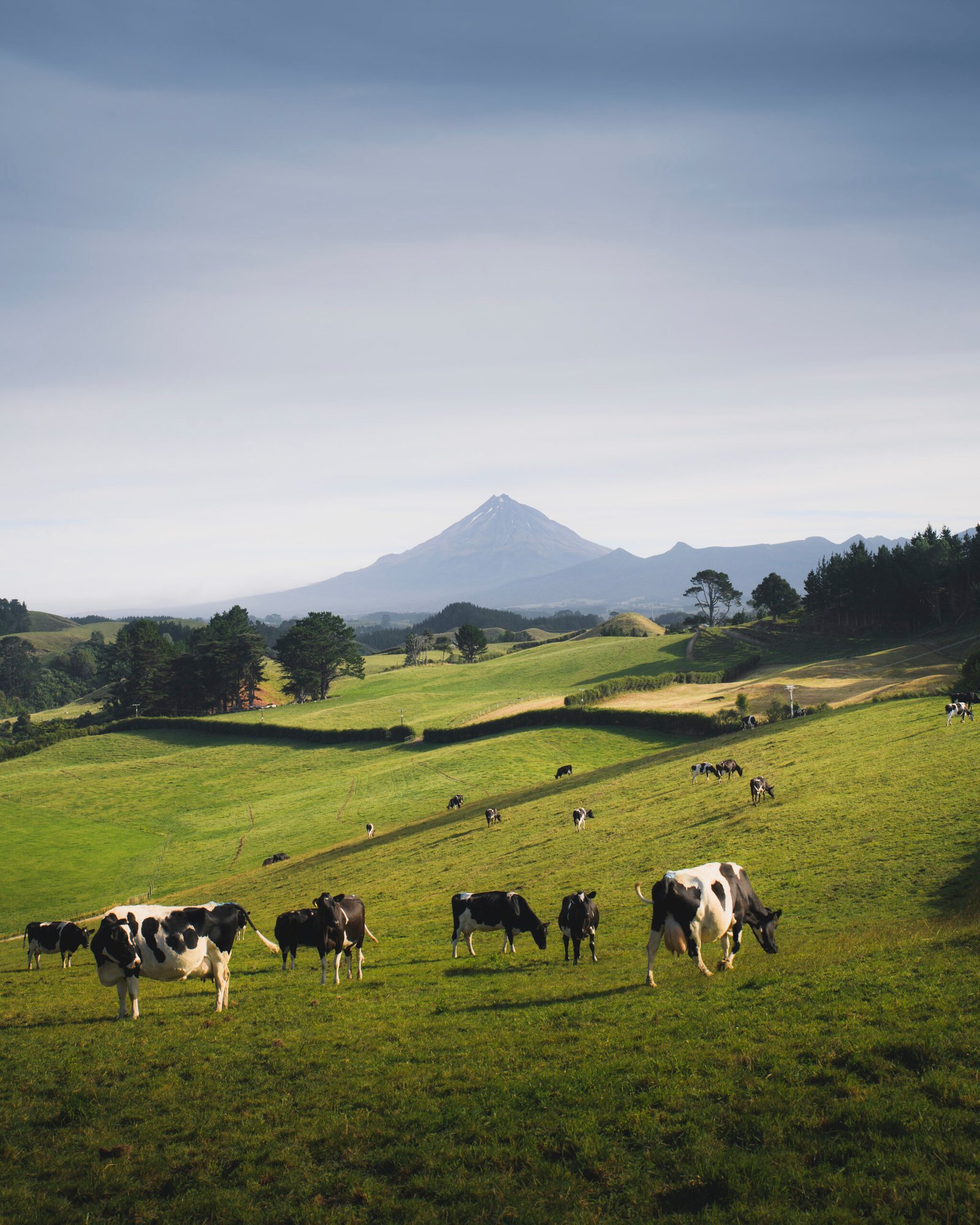 A herd of black and white cows on a grassland